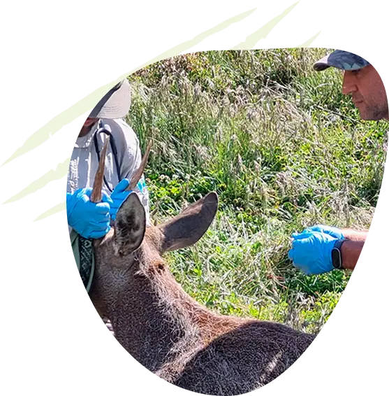 Equipo de la Fundación atendiendo a un cérvido en terreno